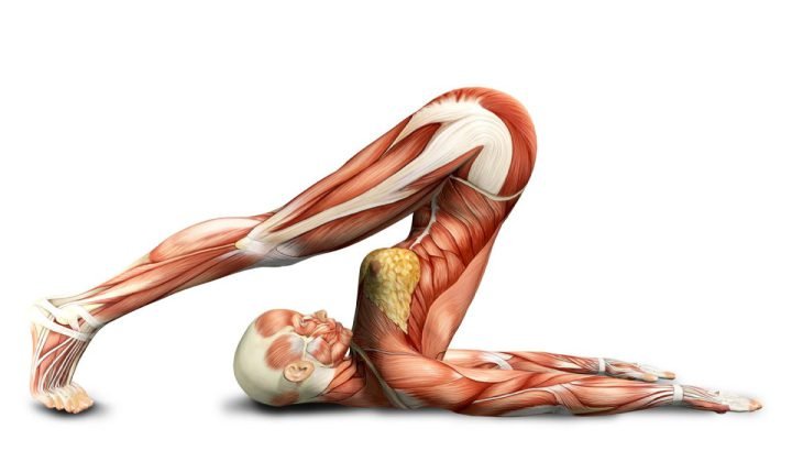 Curso Yoganatomia Online